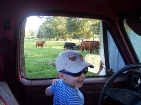 Sun 16 Sep 2007 08:06:04 AM

Trucks and cows ... hog heaven.