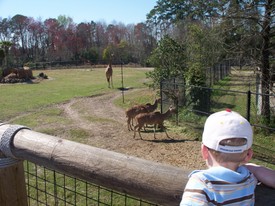 Sat 16 Feb 2008 01:04:52 PM

Andrew, Mom, and Dad spent the afternoon at the Jacksonville Zoo and Gardens. Here, Andrew stands in the seat of his stroller and has a good look at the Giraffes and Gazelles.