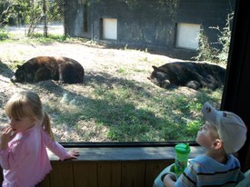 Sat 16 Feb 2008 01:29:51 PM

Andrew has a look at the sleeping black bears.