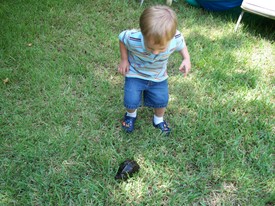 Thu 24 Jul 2008 02:06:27 PM

Papa A. brought Andrew a turtle that he found crossing the road.  Later, Andrew and Dad decided to let him go in the ditch behind our house.