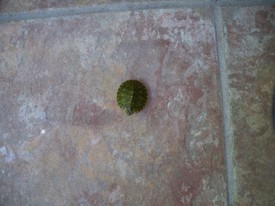 Wed 06 Aug 2008 08:59:19 AM

This is the 2nd turtle that Papa Andrzejewski brought to Andrew in a couple of weeks.  This one, George, is very small, and we kept him in a fish-bowl for a while.