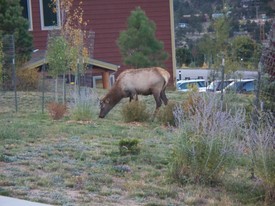 Wed 08 Oct 2008 08:05:52 PM

When we arrived at the Mary's Lake Lodge, in Estes Park, CO, we were greeted by a few elk...