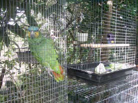 Sat 28 Nov 2009 11:14:45 AM

This bird said 