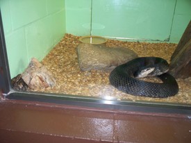 Sat 28 Nov 2009 11:20:22 AM

An adult and a juvenile (corner) cotton mouth moccasin.