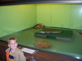 Sat 28 Nov 2009 11:22:55 AM

Small Nile River crocodiles.