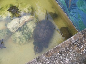 Sat 28 Nov 2009 11:32:17 AM

This is a GIANT alligator snapping turtle.  The picture does not do him justice.