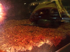 Sat 01 Sep 2012 01:32:59 PM

Andrew and Dad went to MOSH for the afternoon. Andrew took most of these pictures.