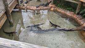 Tue 20 Dec 2022 11:06:22 AM