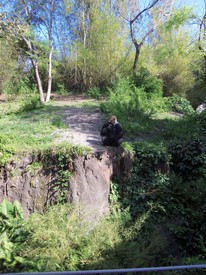 Fri 23 Mar 2012 04:48:42 PM

The silverbacks were very interesting to Dad and Uncle Clay.