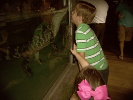 Thu 25 Jul 2013 06:53:14 PM

Lilly is the alligator in the tank.