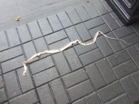 Sun 13 Sep 2015 02:05:11 PM

one of our black snakes (look at May) left us a snakeskin.