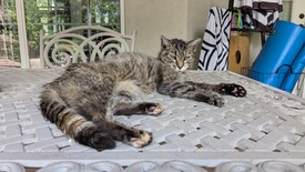 Thu 25 Sep 2025 11:23:42 AM