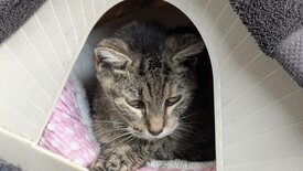 Thu 06 Nov 2025 05:07:52 PM