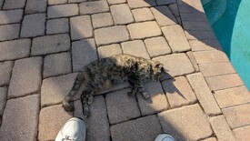 Fri 07 Nov 2025 09:02:56 AM