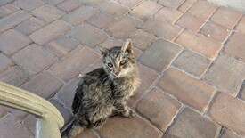 Thu 29 Jan 2026 03:50:30 PM