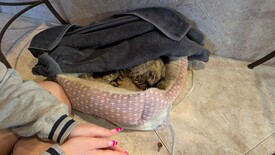 Sat 31 Jan 2026 03:54:35 PM