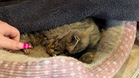 Sat 31 Jan 2026 04:04:51 PM