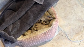 Sat 31 Jan 2026 04:16:31 PM