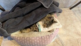 Sat 31 Jan 2026 04:19:17 PM