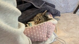 Sat 31 Jan 2026 04:21:25 PM