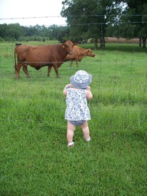 Mon 02 Aug 2010 02:17:31 PM

Gracie checks out Grandaddy's cows.